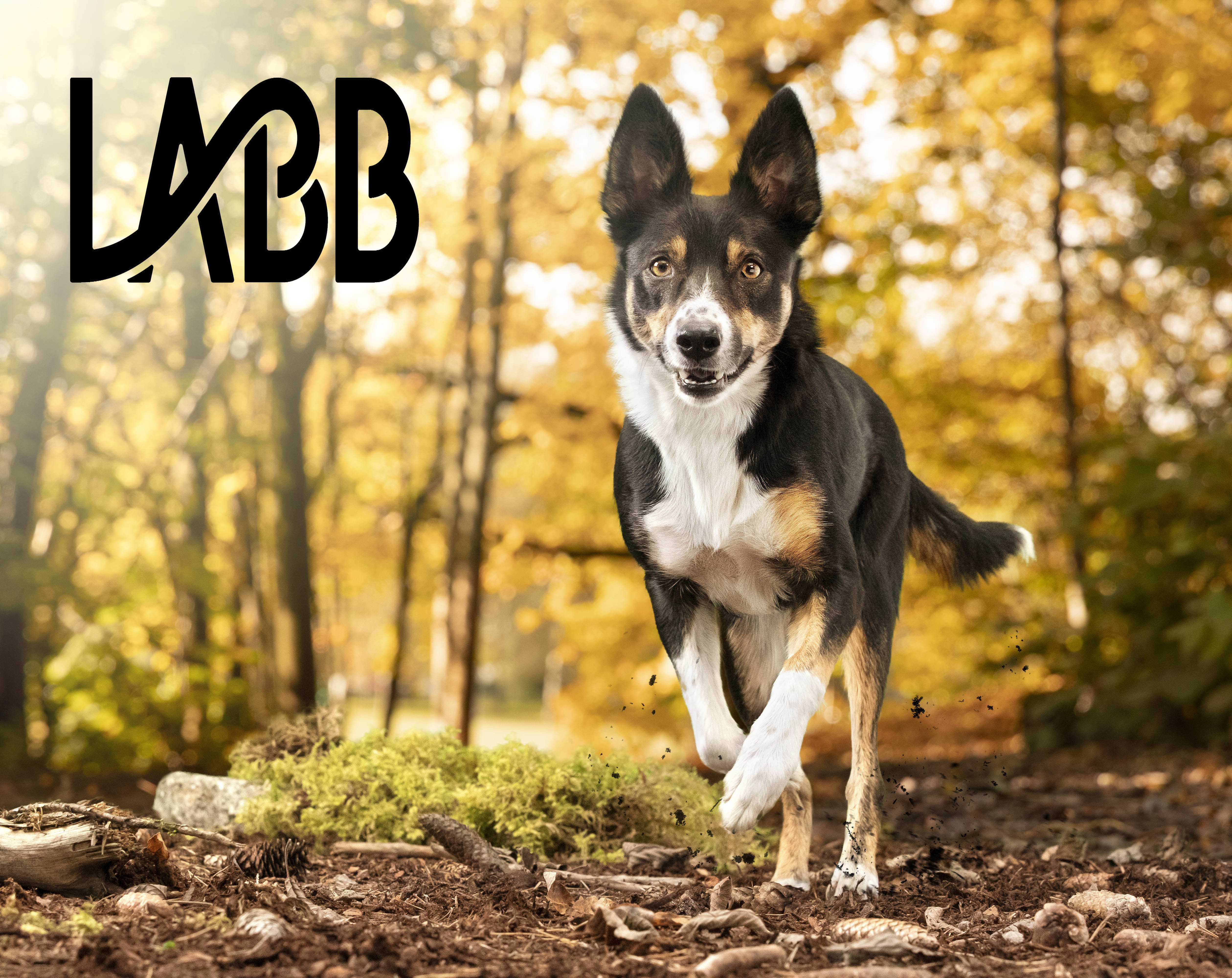 Felleskjøpet has recently made the change to using Norwegian ingredients in Labb food for cats and dogs - both hydrolyzed proteins and oil from Bioco is used in the new recipe.