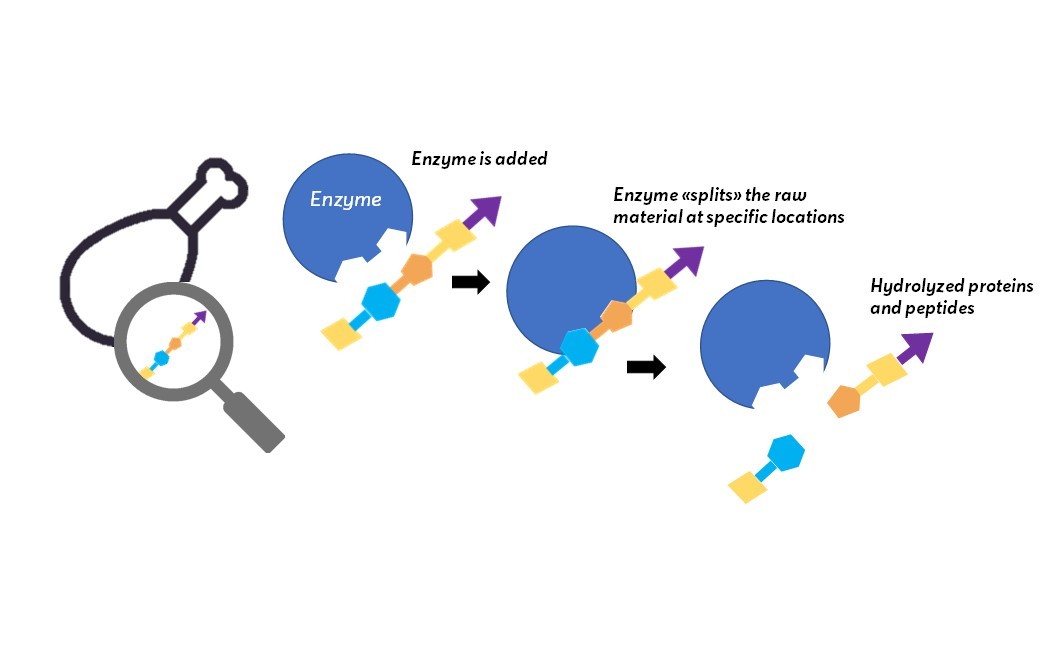 A simplified illustration of enzymatic hydrolysis